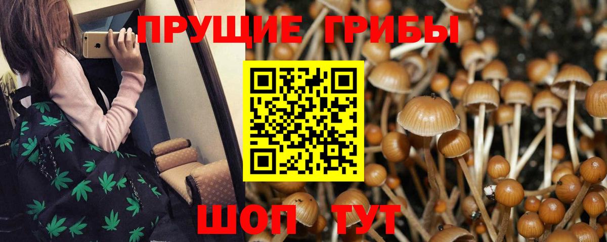 Псилоцибиновые грибы прущие грибы Санкт-Петербург